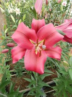 [4161 Fujian Mak No02.JPG]